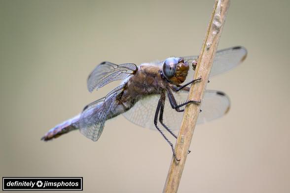 A dragonfly perched on a vertical plant stem, with translucent wings and large compound eyes, against a soft blurred background