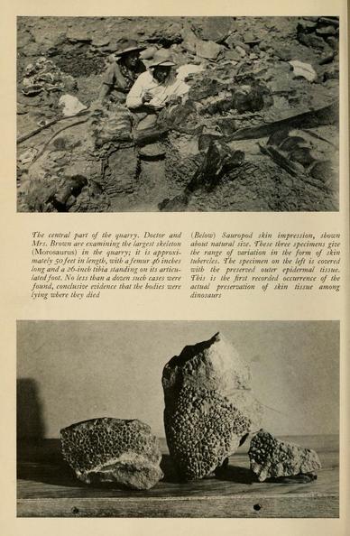 Page 12 of June 1935 issue of Natural History. At top is a photo of a man and a woman, Barnum Brown and probably his 2nd wife, Lillian, both in wide brimmed hats working in a quarry among the bones of "Mororsaurus" (later synonymized with Camarasaurus). Below is a photo of three sauropod skin impressions, showing small pebbly scales. They rest on a wooden surface.

In between the photos are the caption for the top photo: The central part of the quarry. Doctor and Mrs. Brown are examining the largest skeleton (Morosaurus) in the quarry; it is approximately 50 feet in length, with a femur 46 inches long and a 26-inch tibia standing on its articulated foot. No less than a dosen such cases were found, conclusive evidence that the bodies were lying where they died.

And the caption for the bottom photo:
(Below) Sauropod skin impression, shown about natural size. These three specimens give the range of variation in the form of skin tubercles. The specimen on the left is covered with the preserved outer epidermal tissue. This is the first recorded occurrence of the actual preservation of skin tissue amaong dinosaurs.