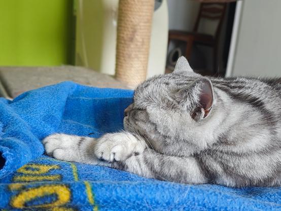 Foto vonndwr Seite: Katze hat ihren Kopf auf ihren gekreuzten Vorderbeinen abgelegt und döst.