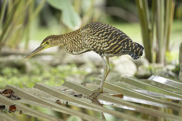 A warm golden and brown striped heron is hunting from a low, shiny metal panel porch with some puddle of water in it. However, the heron is leaning over to inspect the green grass below.  This is a juvenile Bare-throated Tiger-heron. Osa Peninsula, Costa Rica. Photo by Peachfront.