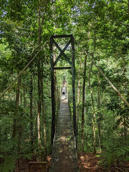 A suspension bridge leads across a deep ravine in the tropical forest
