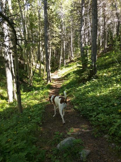 a happy dog walks along a path through aspen and evergreens