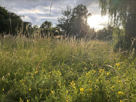 Blick auf Wiese im Sonnenuntergang