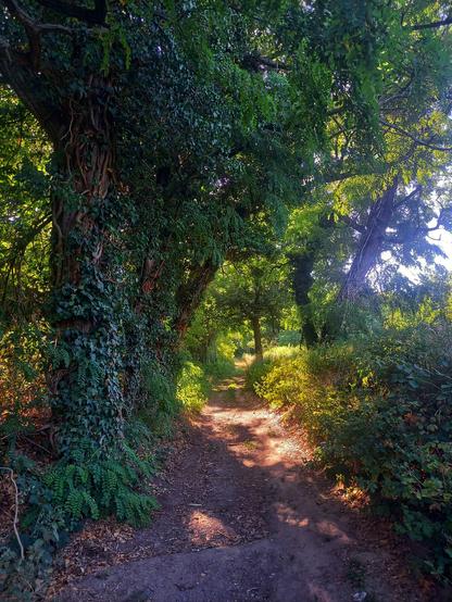 A sunlit footpath at the rim of a nature reserve with trees and ivy and foliage