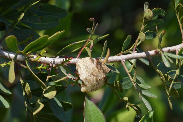 A photo of a mantis ootheca on a mastic branch.
