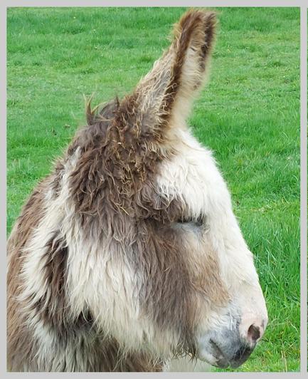Portrait of a donkey in half profile. Its coat is pied white, brown and grey, the bridge of the nose white and the nostrils pink with grey patches. The donkey has a relaxed posture, both ears are pointing forwards. He remains completely cool when being photographed. What a sweet guy! A perfect cover star!

Portrait eines Esels im Halbprofil. Sein Fell ist weiß, braun und grau gescheckt, der Nasenrücken weiß und die Nüstern rosa mit grauen Flecken. Der Esel hat eine entspannte Haltung, beide Ohren sind nach vorne gerichtet. Er bleibt beim Fotorummel ganz souverän. Ein perfekter Cover-Star!