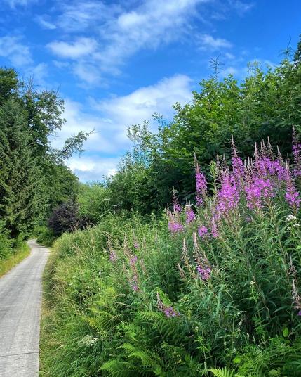 Pinke Weidenröschen an einem Radweg