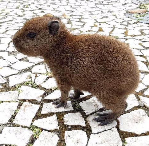 Imagen de un capibara