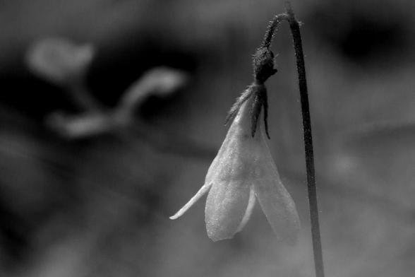A close-up of a tiny twin flower in black and white. The petals of the flower looks a bit like a bell-shaped dress and a small circular attachement to the stalk, which you could imagine being a head of a small fairy with the petals as a dress. In the background three leaves of the flower is seen, but are a bit out of focus. The rest of the background has both bright sunlit areas (mostly to the right side) and some spots of shadows, and is blurry. The flower is a bit to the right side aswell.