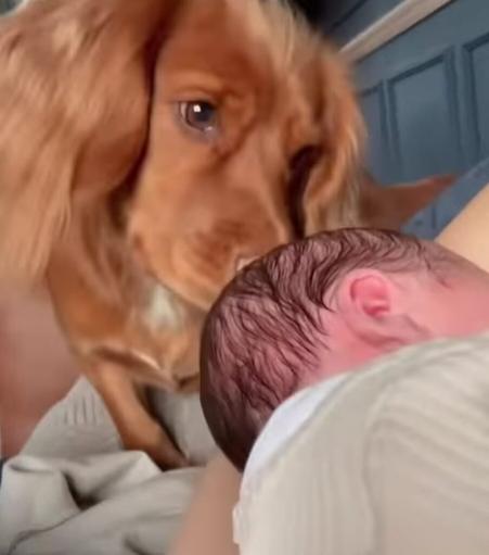 Close up of a dog sniffing the head of a newborn baby