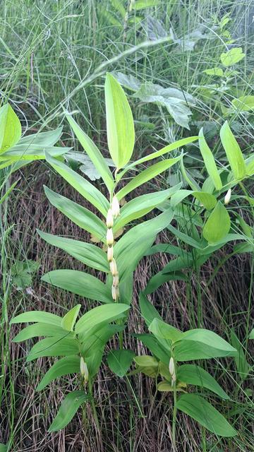 A cluster of graceful green plants known as Solomon's Seal (Polygonatum odoratum, Vielblütiges Salomonssiegel) growing in a natural grassy habitat. The plants have arching stems with paired, lance-shaped leaves and bear small, creamy-white, tubular flowers that hang in rows from the leaf axils, not yet fully open. The scene is lightly shaded, with dry grass and wild greenery surrounding the plants.