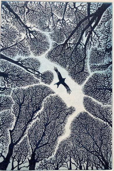 Print looking up to tbe sky at the silhouette of a large bird as it flies in the gap of the canopy of a forest