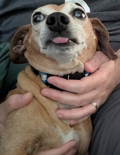 A person is holding a dachshund-mix in his lap. The dog is looking up and to the left, ears back, tongue out in a blep.