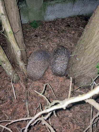 Zwei Igel zwischen Baumstämmen und Gestrüpp