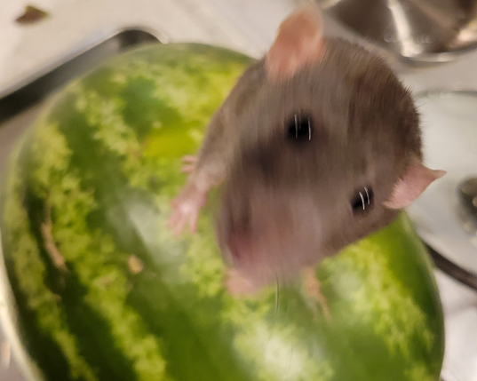 A cute all-grey rat looks up at the camera while standing on top of a very large watermelon.