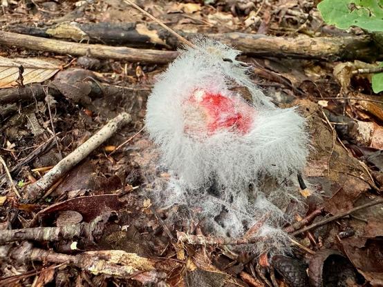 Photo of what I believe is a russula mushroom that's been parasitized by another fungus. So the image shows a red center with a fuzzy, almost hairy looking fungus surrounding it.