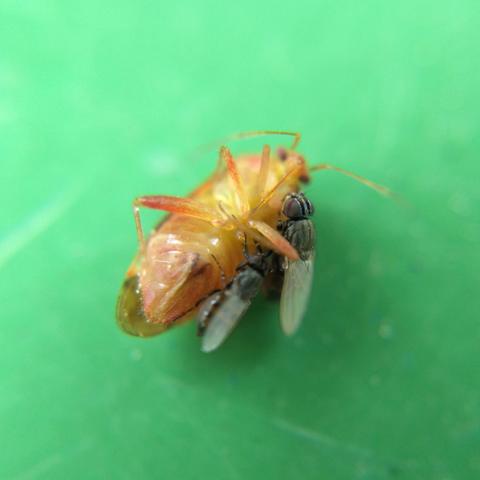 A yellowish plant bug (a kind of true bug, with a stylet mouth) on its back on a green table. Two small housefly-like flies, fairly nondescript except for two bold stripes down their faces and horizontal dark red lines across their eyes, are latched on to its side, digging in with their mouthparts.