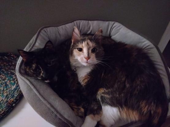 A dark tortoiseshell and a tricolour cat are lying on top of each other, squished into a padded cat bed. The tricolour is looking straight into the camera. They look comfy but a bit cramped.