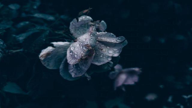 a pale flower covered in water, the background is dark and full of leaves and other flowers