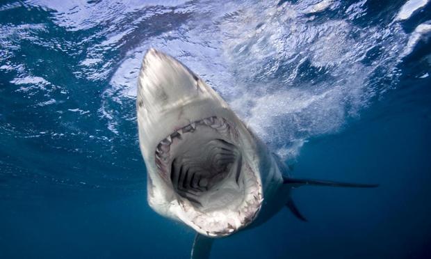 Imagen de un gran tiburón blanco en Australia (Stephen Frink vía Getty Images)