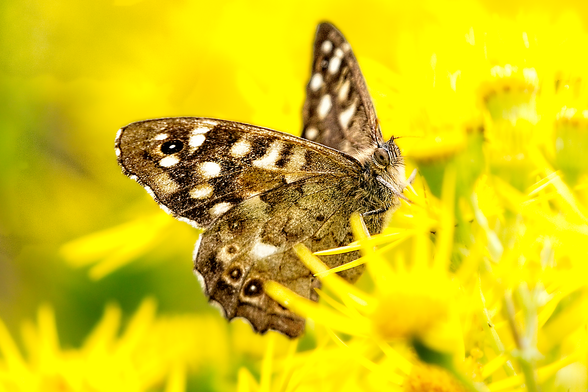 Speckled Wood butterfly (Pararge aegeria) perched on a yellow-flowered plant with wings partially open in a bright, natural setting.