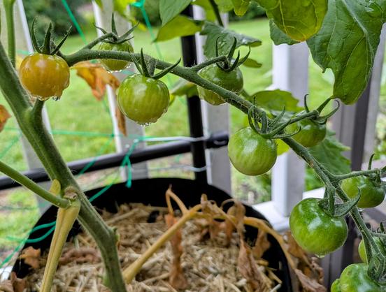 A branch of unripe cherry tomatoes. The one closest to the main stem is beginning to turn red. The straw mulch and grow bag are blurred out in the background.