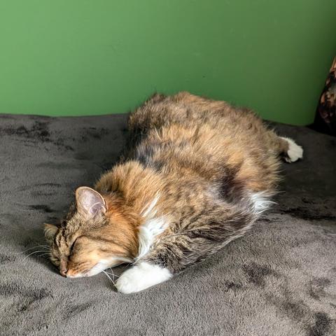 A fluffy brown and white cat sleeps on a black blanket in front of a green wall.Her pose is strange: her back is arched, her hind legs stretched out to the side, it looks like she fell asleep mid-stretch.