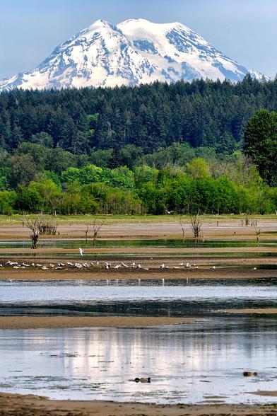 Color photo.  A sandy tidal flat, covered in pools of water, in the bottom half of the frame.  Dead trees poke up from the sand in various places, and white birds line the edge of a pool.  On the distant shore, a green tree-lined hill rises up, and beyond that, looming over all, is the snow-capped peak of Mount Rainier.