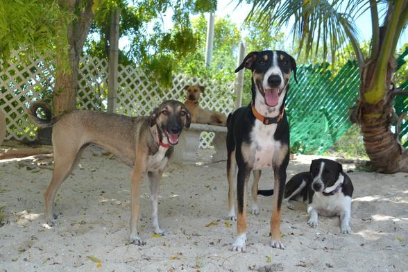 Deep shot into the corner of a sand yard bordered by hurricane fence with white privacy shielding attached. There is a large Neem tree next to the fence on one side and a medium-sized coconut palm on the other, giving the corner a shaded, hidden feel. In the rear of the shot a fawn-colored dog wearing an orange collar sits sphinx-like on a concrete bench, facing to the left. In the foreground there are three dogs: a skinny black-and-tan standing oriented towards the right, a larger dog with Rottweiler markings facing forward, and a black dog with a white stripe down their snout and white chest, belly and legs lying down facing forward. All but the dog on the bench are looking into the camera happily