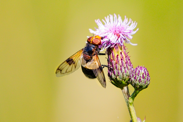 Hornet mimic hoverfly (Volucella zonaria) feeding on a pink thistle flower against a soft yellow-green background.