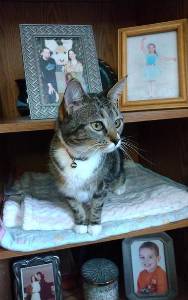 Pax, our tabby cat with white markings, is sitting on some blankets inside a small nook in a bookcase/entertainment center.  Her head is sticking out of the nook as she takes a look around at her surroundings.  A tiny silver bell hangs from her collar.  Photos and memorabilia are on the shelves above and below her.