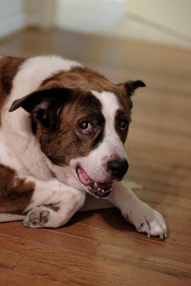 A white and brown dog lying on the hardwood floor looking at the camera, smiling a little bit
