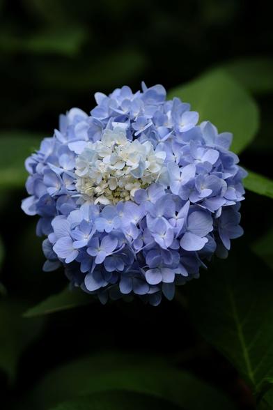 A large hydrangea blossom close up: light blue around and cream color in the middle