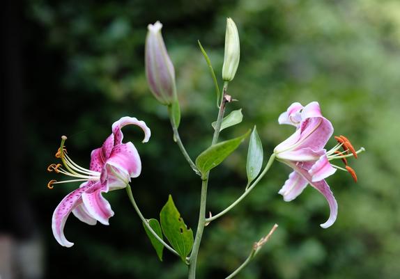 Two red/pink lily blossoms on the left and right, its stem in the middle with two buds at the top.