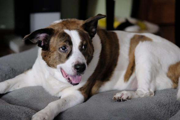 A relaxed white and brown dog lying on his bed half smiling looking toward the right side of the screen.