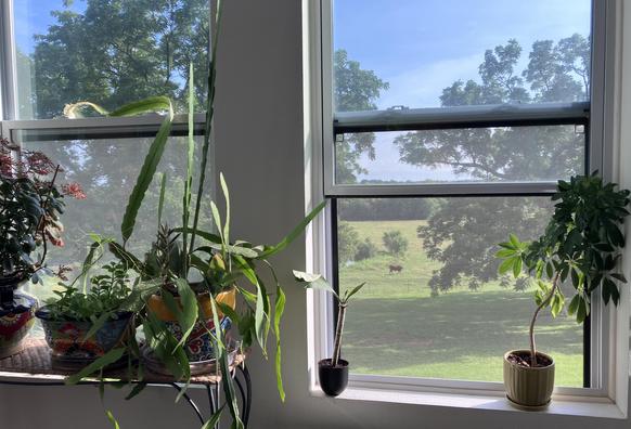 Windows with plants on a window sill,  overlooking a large piece of green yard and land. In the background there are two cows grazing on the pasture.