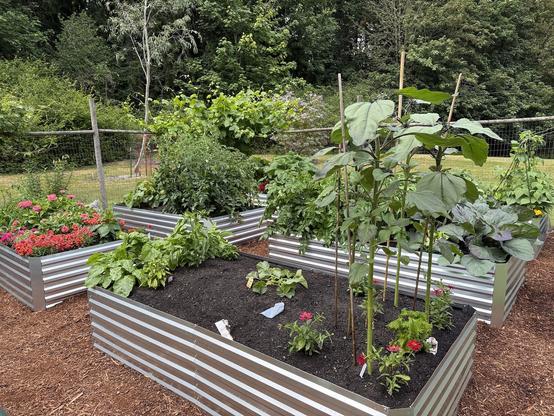 A busy raised-bed veggie garden. There are six shiny silver beds raised 24" up from the ground, all planted. Crops include sunflowers, spinach, a melon, potatoes, cabbages, beans, peppers, tomatoes, cucumbers, and lots of flowers. There's a grapevine in the far corner. Around the beds is brown bark mulch, and green trees are in the background. Everything's doing pretty well. Just out of frame is a birdhouse full of baby tree swallows cheeping their little heads off.
