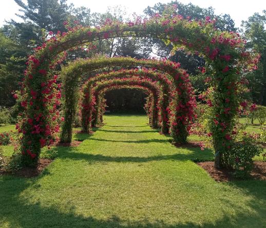 A classic rose garden on a sunny day, looking down a wide grassy path lined with blooming, rose covered archways. The path beyond empties out into a soft green field, with the view framed by the tunnel of arches. Bright sunlight shines on the arches and cuts the path into soft lines of light and shadow.