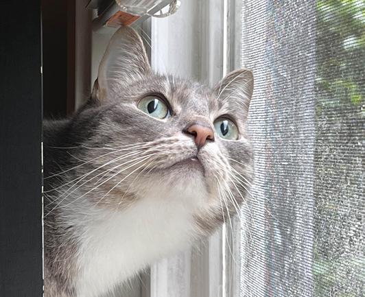 grey tabby Kitten looks skyward with great interest out of a screened open window where squawking avians coral for afternoon gossip