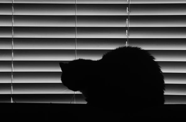 the silhouette of black cat, backlit by sun coming through window blinds
