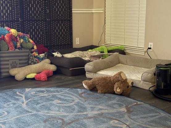 Photo of a white greyhound dog laying in a brown dog bed in the corner of a room. Left of view are overflowing dog toy bins.