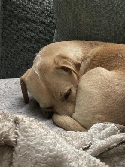 It’s Mikey, a small blond chihuahua/maltese/shitzu mix with wirey tufts of hair. He’s curled up snoozin on the couch with his snoot tucked in under his leg and tail.
