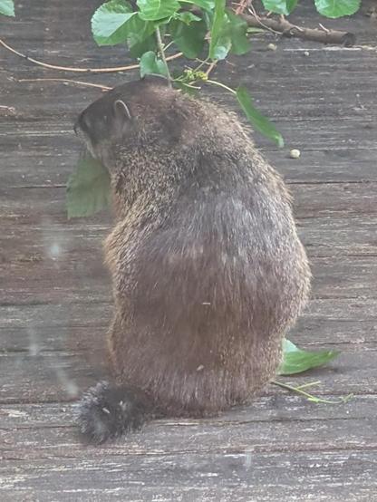 a quite chubby dark brown groundhog stands on a wooden deck, holding a stalk of white mulberry leaves in its front paws