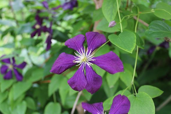 Six petal purple bloom with multiple white stamen in the center on a vine with green heart shaped leaves. The background is a blurred view of other similar blooms and green leaves.