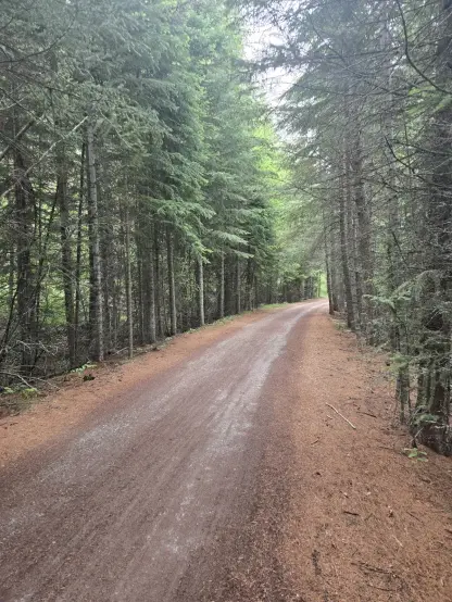 Myra railway trail through a heavily forested area.  No tunnel, trestle, or person is visible in this image, only trees on each side of the trail.  The Myra trail was heavily damaged by a large forest fire in August and September 2003, so not many areas exist anymore with these type of  trees growing on both sides of the trail.