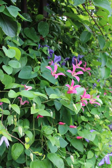 Pink and purple five petal blooms and green heart shaped leaves on vines covering a trellis