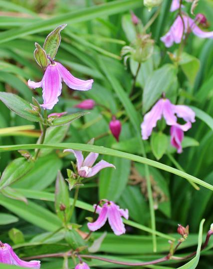 Pink four petal blooms that open drooping toward the ground on stems. The unopened blooms are darker in color and look a bit like an upside down teardrop. The background is a slightly blurred view of long blade-like leaves of neighboring plants.