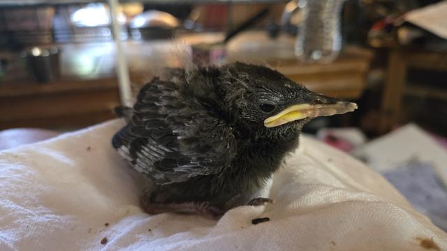 A common starling nestling, huddled up on a towel.