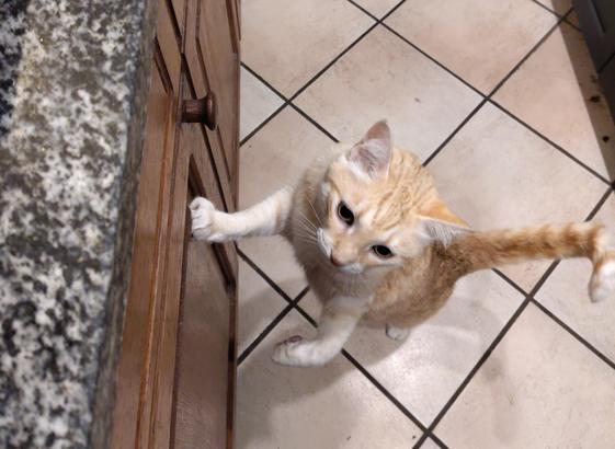 An orange photographed from above standing upright, with one paw on a the side of a kitchen cupboard and the other signalling