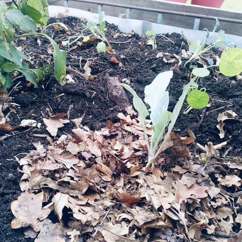 A cauliflower seedling in fresh compost, mulched with fallen leaves